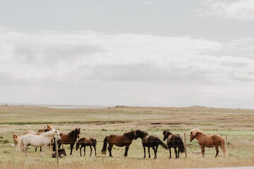 Naklejka na ściany i meble herd of horses in the field