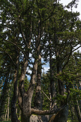 Fototapeta premium Cape Meares Lighthouse Octopus Tree State Park , in Tillamook County, Oregon