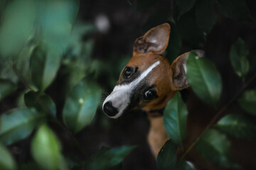 Pies whippet wygląda zza krzaków w lesie - obrazy, fototapety, plakaty