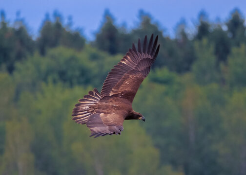 juvenile bald eagle hunting in flight