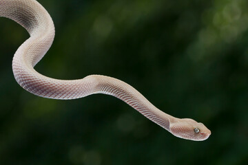 Mangrove pit viper (Trimeresurus purpureomaculatus)