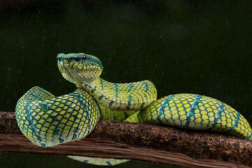 Tropidolaemus wagleri snake closeup on branch