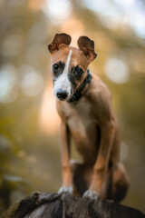 Szczeniak whippet o jasnym umaszczeniu © ZiraPhoto