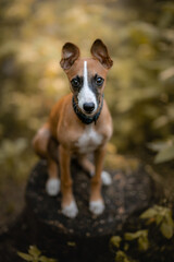 Szczeniak whippet o jasnym umaszczeniu © ZiraPhoto