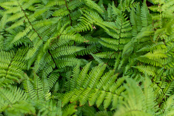 一面の緑　草木　シダ植物背景　緑のつたがいっぱいの庭　自然植物　背景テクスチャー素材　夏