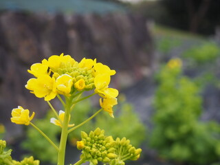 菜の花