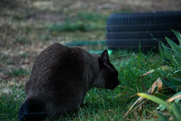 lindos gatitos en el jard&iacute;n