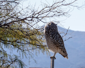 aves merodeando por los alrededores