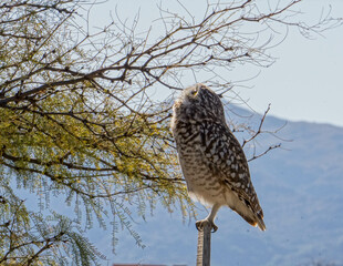 aves merodeando por los alrededores