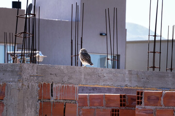 aves merodeando por los alrededores