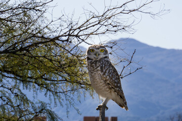 aves merodeando por los alrededores