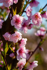 Closeup of flowers on peach tree branch in spring time