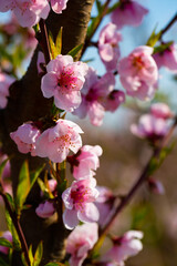 Obraz premium Closeup of flowers on peach tree branch in spring time