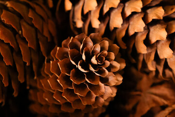 fir cones close-up for background