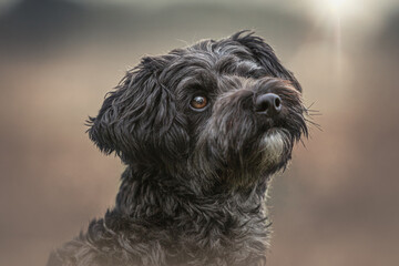 Cute head portrait of a black yorkiepoo dog