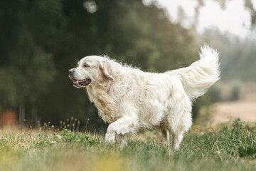 Portrait of a happy golden retriever dog outdoors