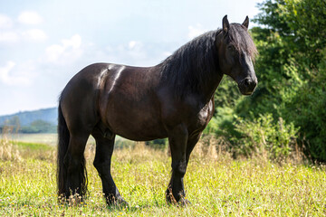 Portrait of a black percheron draught horse gelding standing on a wildflower meadow in summer...