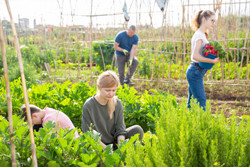 Positive woman gardening in homestead with family, checking planted greens