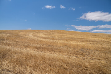 field of wheat to the right