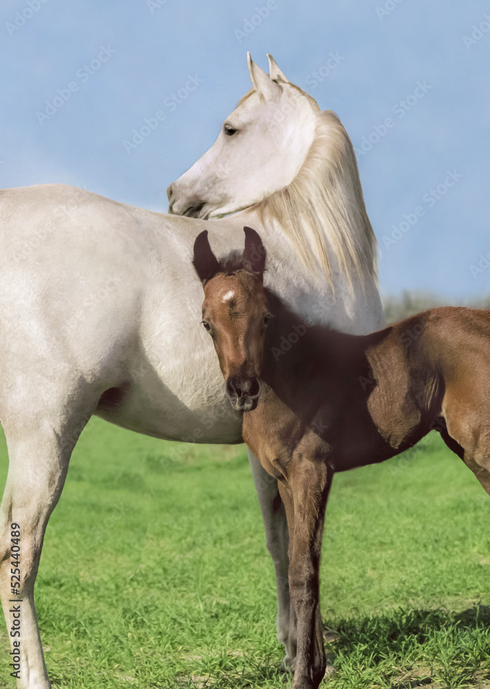 Wall mural Arabian mare with foal.