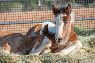 Sleeping horse foals lying close together in stall