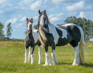 Fototapeta na wymiar Gypsy Vanner Horse mare and foal standing in field
