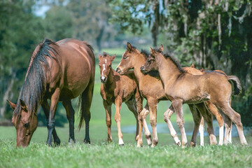 Group of foals Arabian horse socializing.near grazing mare