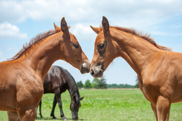 Hanovarian horse foals greet  each other
