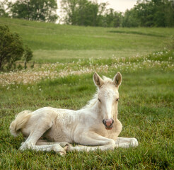 Palomino Pony lying in  grass meadow