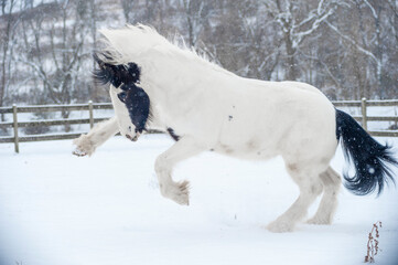 Gypsy Vanner Horse weanling colt bucks in kicks up  playfully in snowy paddock