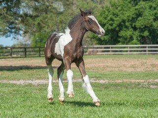 Obraz premium Playful Gypsy Vanner Horse foal in paddock