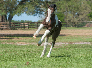 Playful Gypsy Vanner Horse foal in paddock