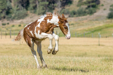 2 week old Gypsy Vanner Horse foal romps and plays in pasture