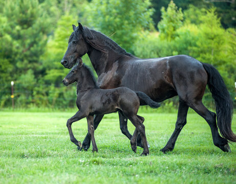 Friesian horse mare and foal