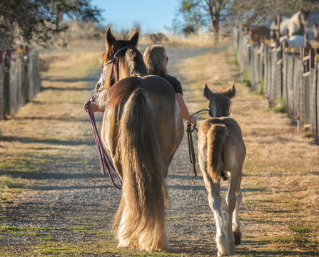 Woman Leading Mare And Foal Down Aisleway