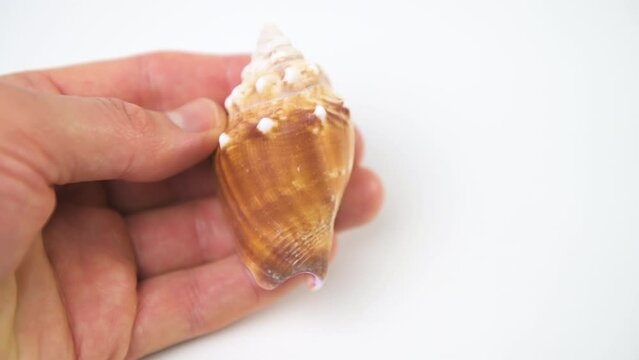 Macro closeup of Fighting Conch of Southwest Florida isolated against white background kitchen studio shot