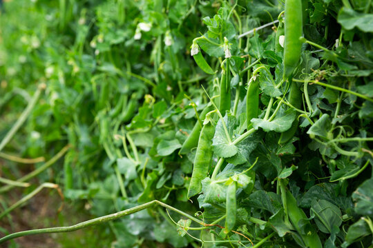 Peas plants carefully growing in the garden. High quality photo