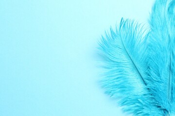 Beautiful delicate feathers on light blue background, top view. Space for text