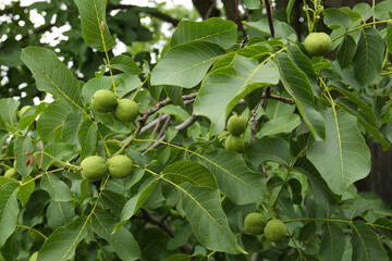 Green unripe walnuts on tree branches outdoors