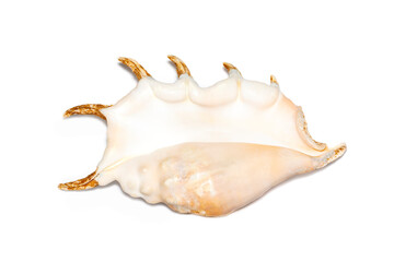 Image of spider conch seashell (Lambis truncata) on a white background. Sea shells. Undersea Animals.