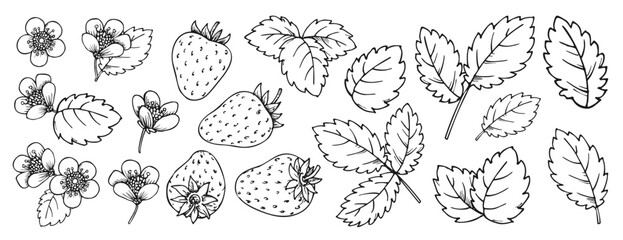 Strawberry elements line sketch set. Cartoon hand drawn black and white berries leaves flowers for coloring book page, scrapbooking, nail stamps, laser engraving stencil, badge, eco market label tag
