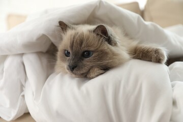 Adorable Birman cat under blanket at home