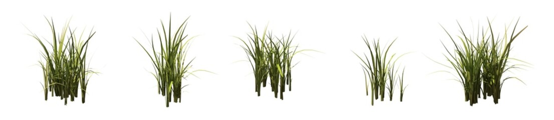 Set of grass bushes isolated. Nutsedge or Nutgrass. Cyperus. 3D illustration - obrazy, fototapety, plakaty