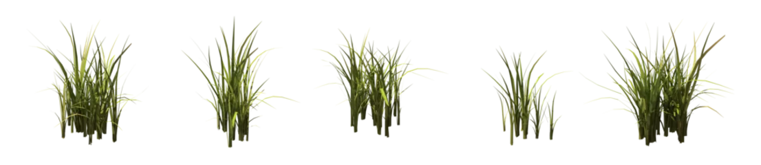 Fotobehang Set of grass bushes isolated. Nutsedge or Nutgrass. Cyperus. 3D illustration © Sasha Strekoza