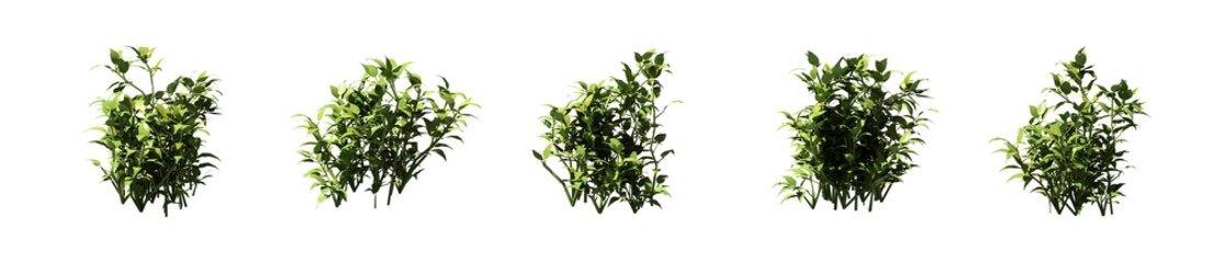 Set of grass bushes isolated on white. Stinging nettle. Urtica dioica. 3D illustration