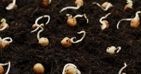 Home garden for planting vegetable at home