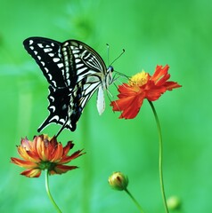 美しい蝶とキバナコスモス