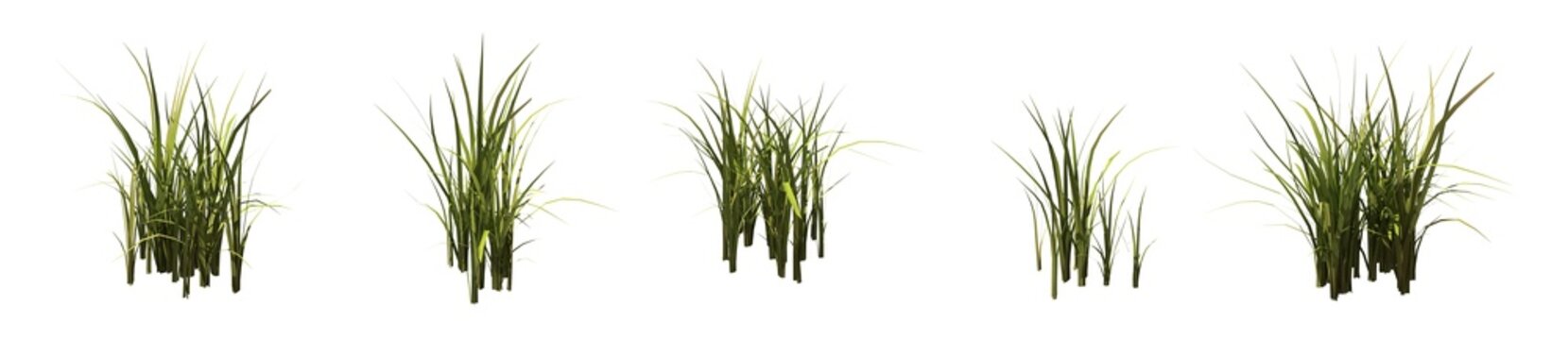 Set of grass bushes isolated. Nutsedge or Nutgrass. Cyperus. 3D illustration