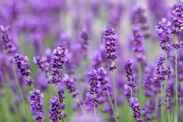 A field of tiny purple lavender flowers blooming in summer with an aromatic fragrance. The intense violet colored flower blooms are on thin green stems. There's a pale blue sky in the background. 