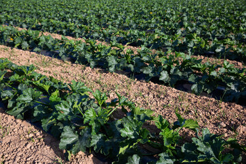 Fototapeta na wymiar Rows of ripe green zucchini plants on the farm field closeup